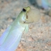 jawfish_yellowhead_dw_wc_v_0023_tci1845.jpg